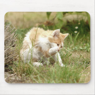 Foto Katzenmaus Mousepad