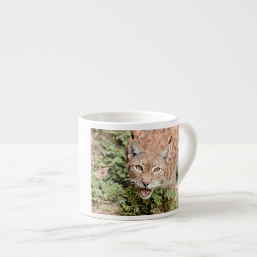 Foto Luchs , Katze , Tiere , Espressotasse (Vorderseite Rechts)