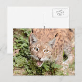 Foto Luchs , Tiere auf der Postkarte (Vorne/Hinten)