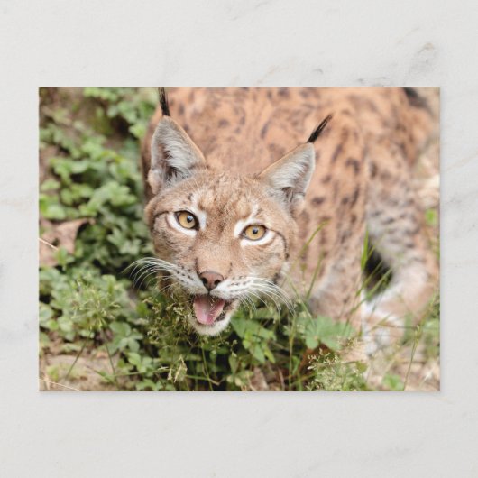 Foto Luchs , Tiere auf der Postkarte (Vorderseite)