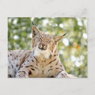 Foto Luchs , Tiere auf der Postkarte
