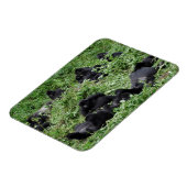 Foto-Magnet für die Berggorilla-Gruppe Magnet (Linke Seite)