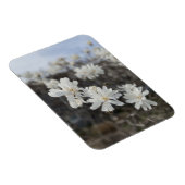 Foto-Magnet für die weiße Blume Magnet (Rechte Seite)