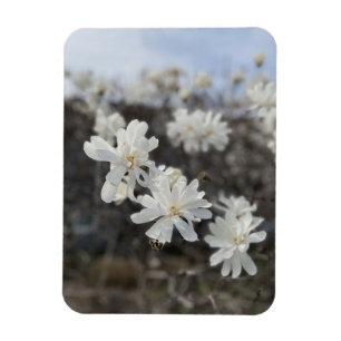 Foto-Magnet für die weiße Blume Magnet