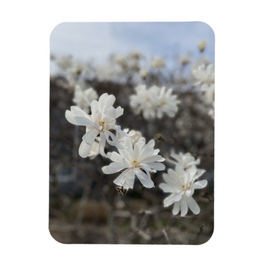 Foto-Magnet für die weiße Blume Magnet (Vertikal)