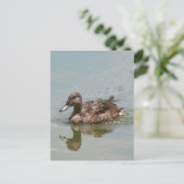 Foto Mallard Postkarte (Stehend Vorderseite)