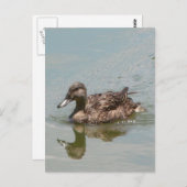 Foto Mallard Postkarte (Vorne/Hinten)