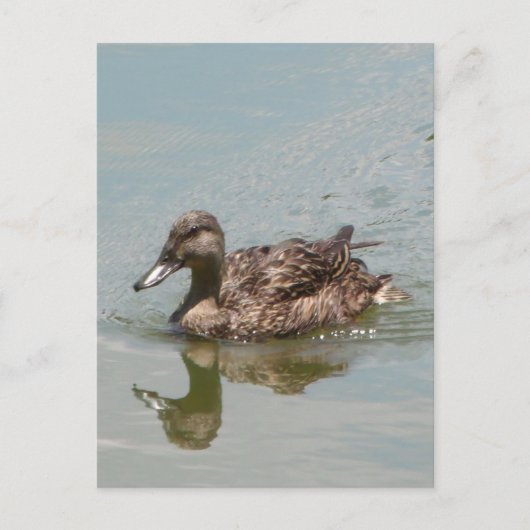 Foto Mallard Postkarte (Vorderseite)