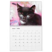 Foto-Mauerkalender für Schwarze Kätzchen Kalender (Mär 2026)