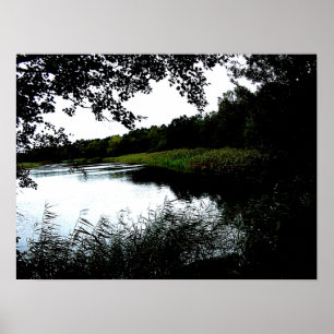 Foto mit Bäumen und Schilf Poster