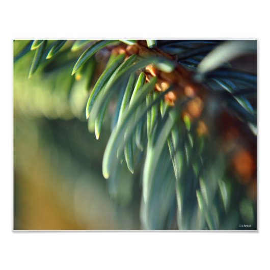 Foto mit blauer Spruce (Vorne)