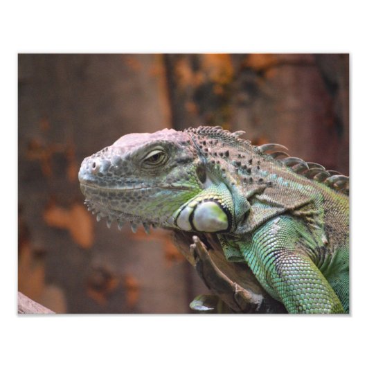 Foto mit farbiger Iguana-Eidechse (Vorne)