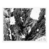 Foto mit hohem Kontrast // Schwarz und Weiß (Vorne)