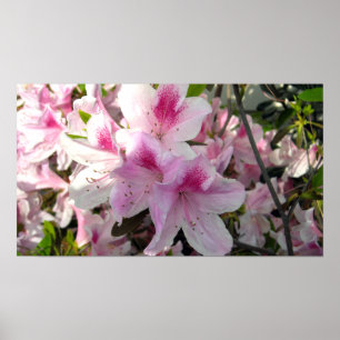 Foto mit rosa Azaleen Poster