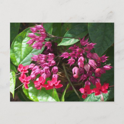 Foto mit roter Blutung Postkarte (Vorderseite)