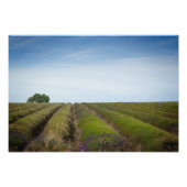 Foto nach Ernte (Vorne)