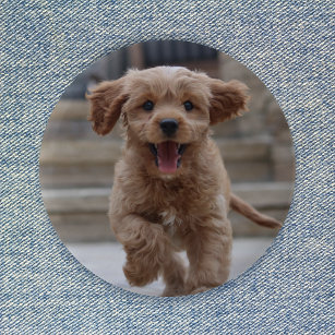 Foto   Niedlicher Adorable Hund hochladen Button