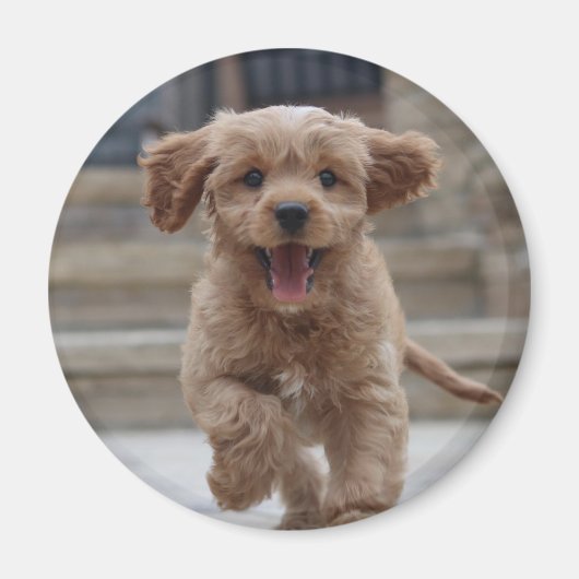 Foto | Niedlicher Adorable Hund hochladen Magnet (Vorne)