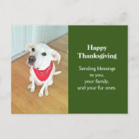 Foto Niedlicher Junghunde mit sonnigen Ohren