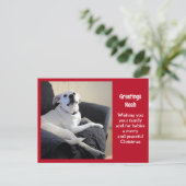 Foto Niedlicher Vortrag Hund Roter Weihnachten Postkarte (Stehend Vorderseite)