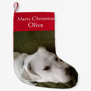 Foto Niedlicher weißer Welpenhund Adorable Kleine Kleiner Weihnachtsstrumpf