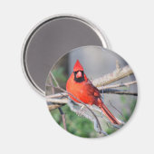 Foto Nördlicher Kardinal Magnet (Vorderseite/Rückseite)