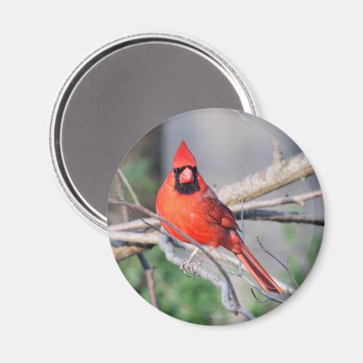 Foto Nördlicher Kardinal Magnet (Vorderseite/Rückseite)
