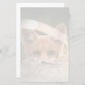 Foto of a Cute Little Orange Fox (Vorne/Hinten)