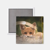 Foto of a Cute Little Orange Fox Magnet (Vorderseite/Rückseite)