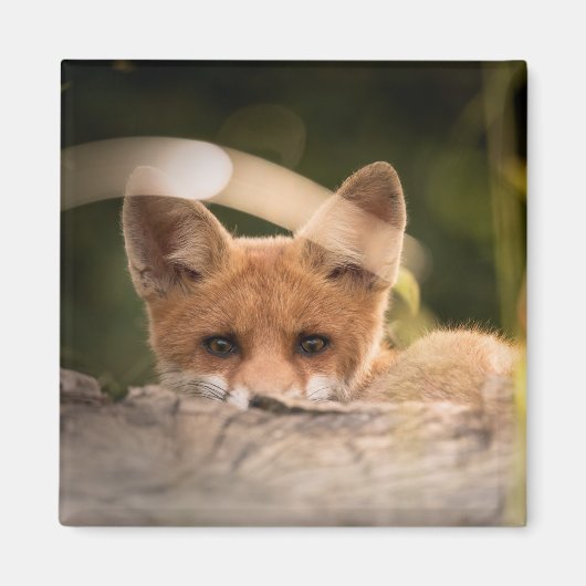 Foto of a Cute Little Orange Fox Magnet (Vorne)