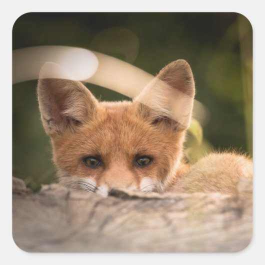 Foto of a Cute Little Orange Fox Quadratischer Aufkleber (Vorderseite)