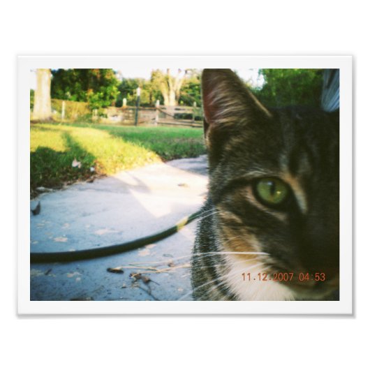 Foto ohne Namen Tabby "Skater" (Vorne)