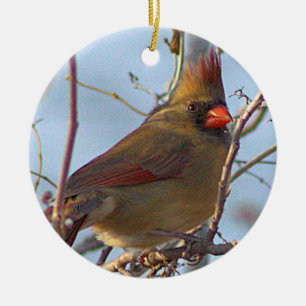 Foto Ornament Nord-Kardinal