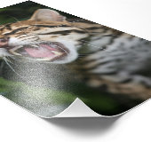 Foto - Ozelot (Ecke)