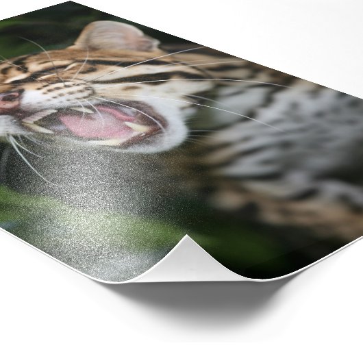 Foto - Ozelot (Ecke)