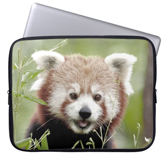 Foto Panda , Tiere Laptop Hüllen . Laptopschutzhülle (Vorderseite)