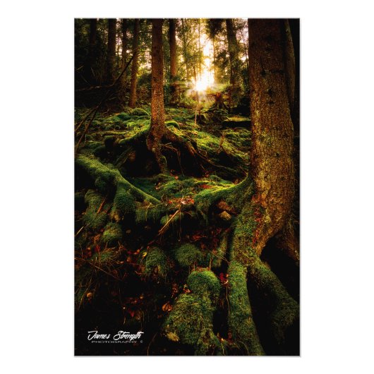 Foto Paper: Black Forrest Germany (Vorne)