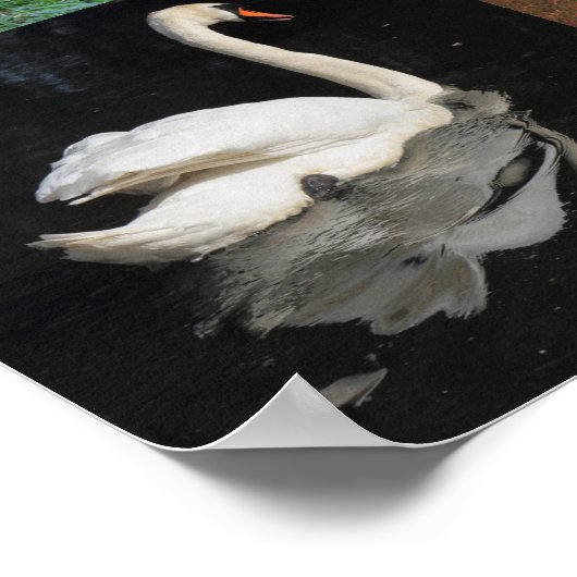 Foto Patchwork - Vögel Poster (Ecke)