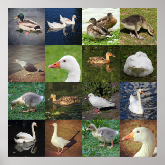 Foto Patchwork - Vögel Poster