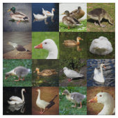 Foto Patchwork - Vögel Stoff (Muster)