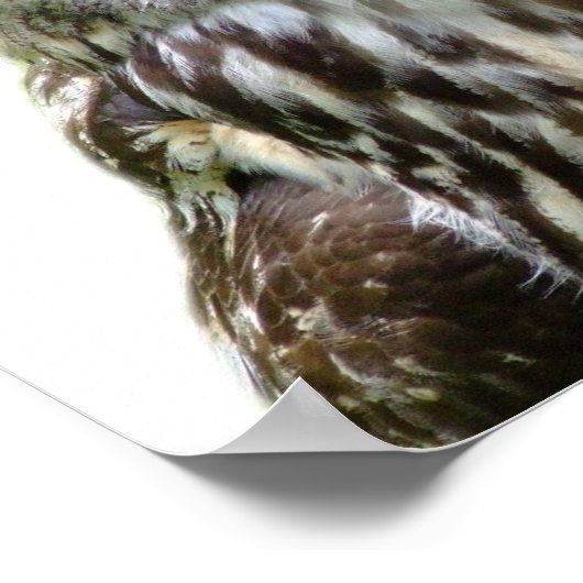 Foto peekaboo Kinderzimmer Poster (Ecke)