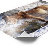 Foto - Pferd Przewalski (Ecke)