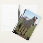 Foto Pferde Norwegischer Fjord Planer (Anzeige)