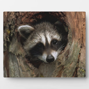 Foto Plaque-Raccoon im Baum Fotoplatte