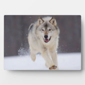 Foto Plaque-Wolf Plaque Fotoplatte (Vorderseite)
