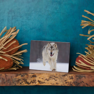 Foto Plaque-Wolf Plaque Fotoplatte