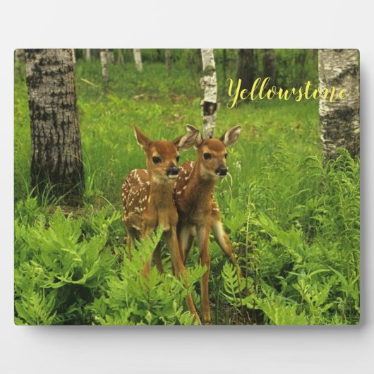 Foto Plaque-Yellowstone Baby Deer Fotoplatte (Vorderseite)