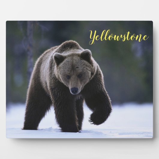 Foto Plaque-Yellowstone-Bär Fotoplatte (Vorderseite)