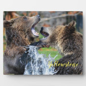Foto Plaque-Yellowstone Bears Plaque Fotoplatte (Vorderseite)
