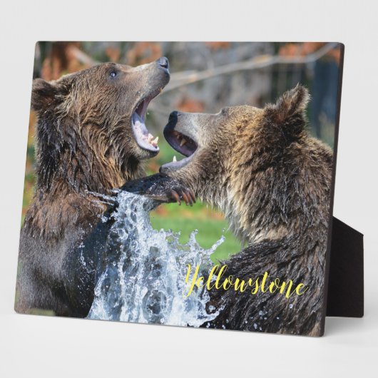 Foto Plaque-Yellowstone Bears Plaque Fotoplatte (Seite)